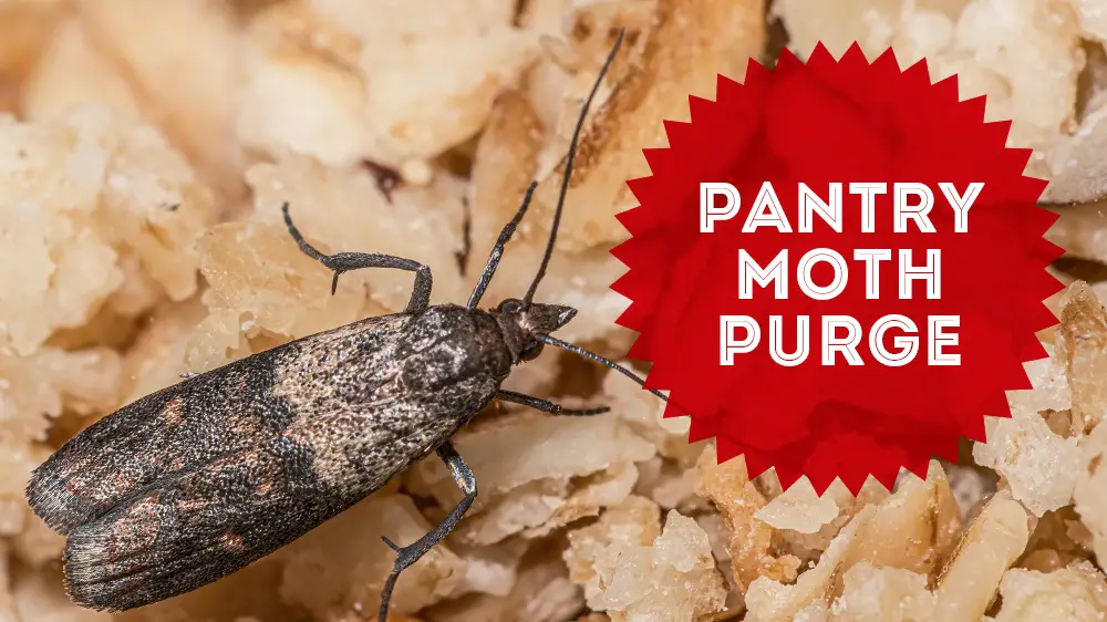 pest control for pantry moths